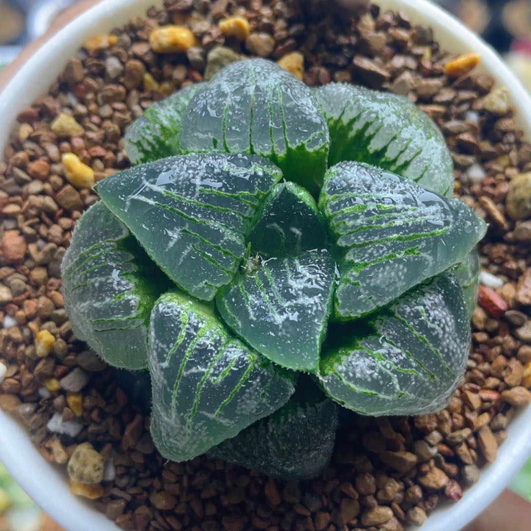 16.十二卷多肉云遮月寿。