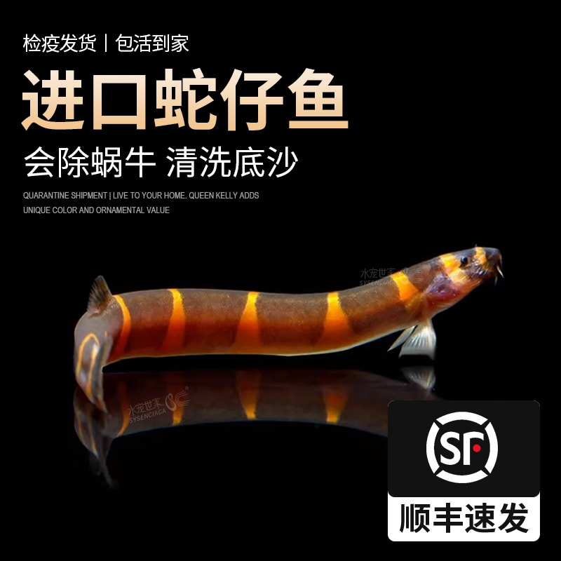 蛇仔鱼蛇崽鱼苦力泥鳅观赏鱼热带鱼除蛋白虫涡虫清洁工具鱼活体