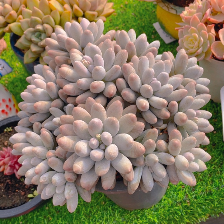 谢谢你的支持00000055