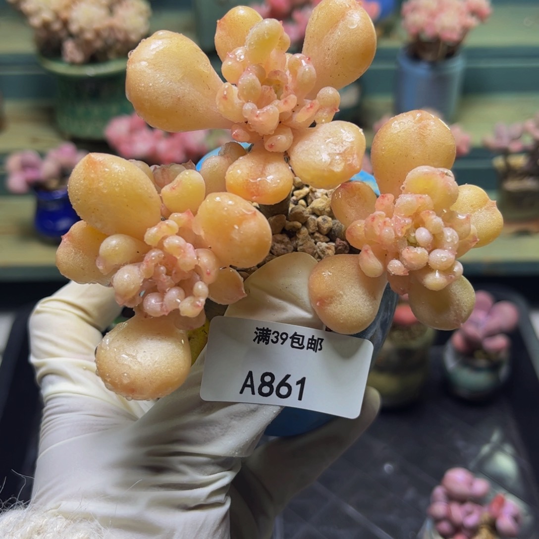 比尔盖茨861/9cm多肉