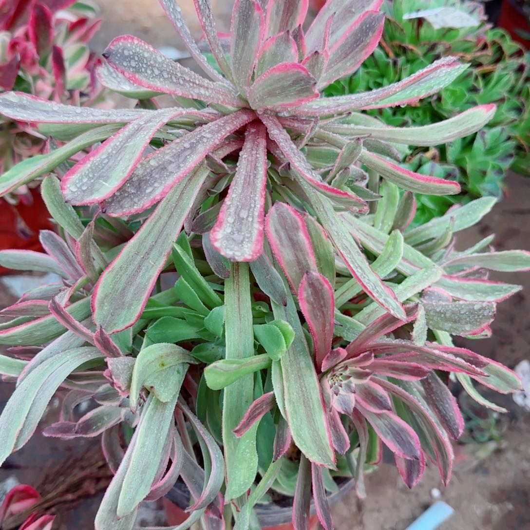 萤火粉黛多肉626满20包邮断枝不包