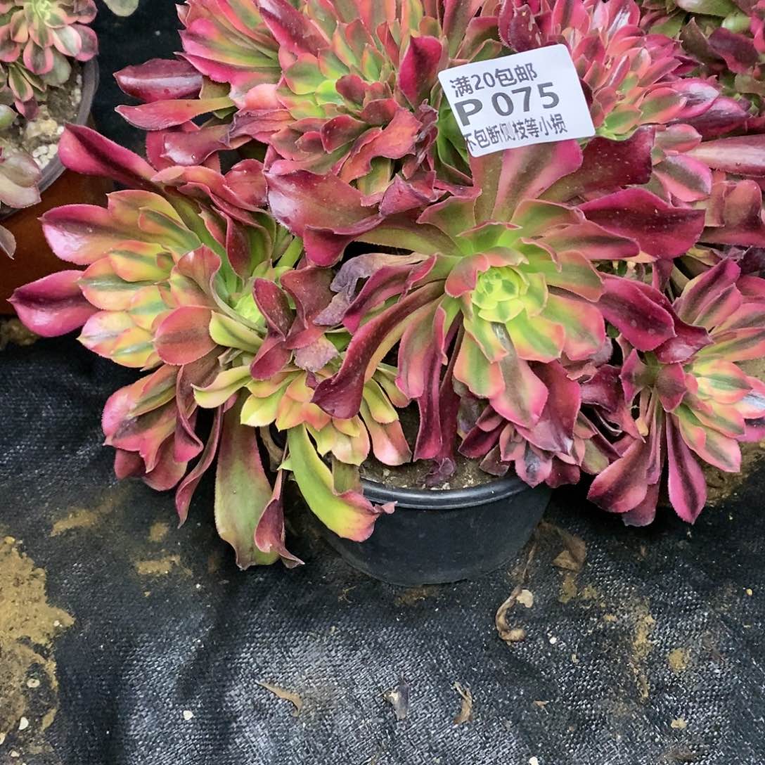 075香妃缀化多肉法师锦