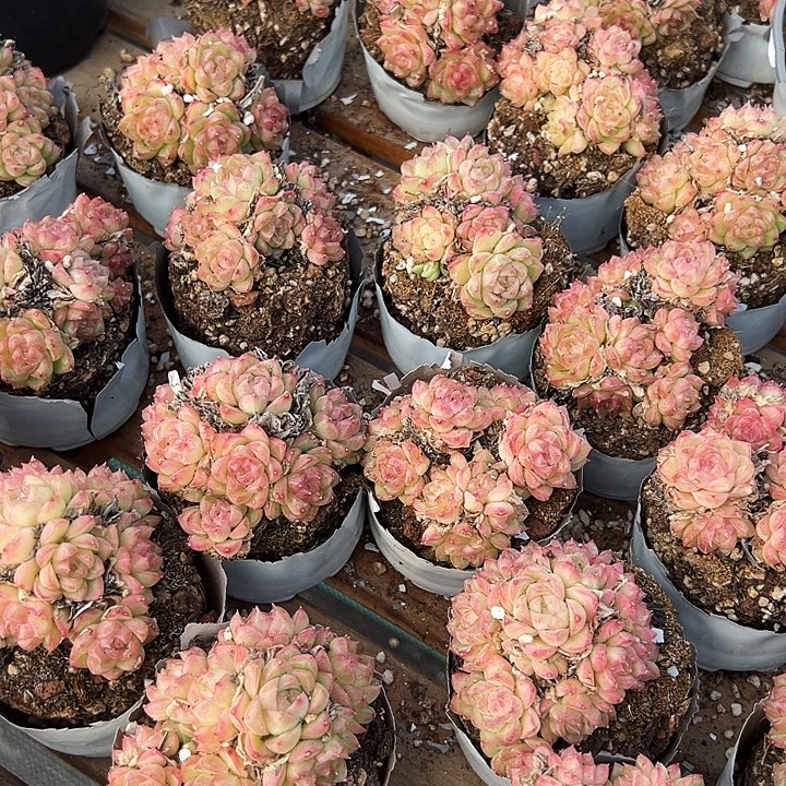 小的       红女王