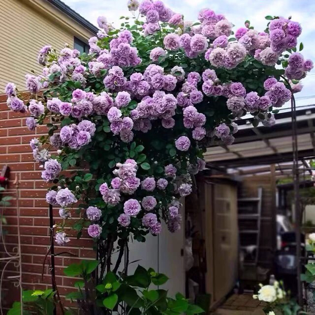蓝色阴雨月季花苗爬藤植物蔷薇藤本大苗浅紫色玫瑰盆栽浓香庭院