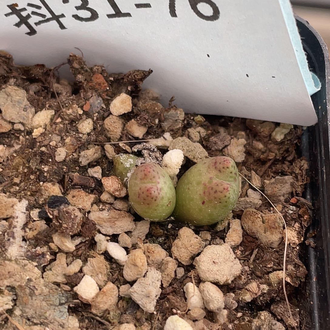 31-76草莓斑马肉锥