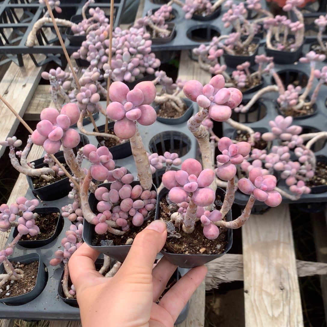 桃蛋老桩不带盆两颗15号