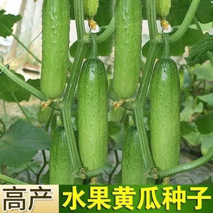【水果黄瓜种子】水果黄瓜种子南北方生吃脆爽旱黄瓜四季蔬菜种籽