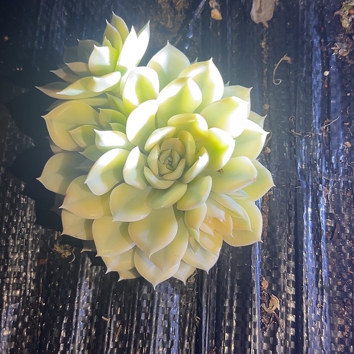 月亮仙子锦好好看