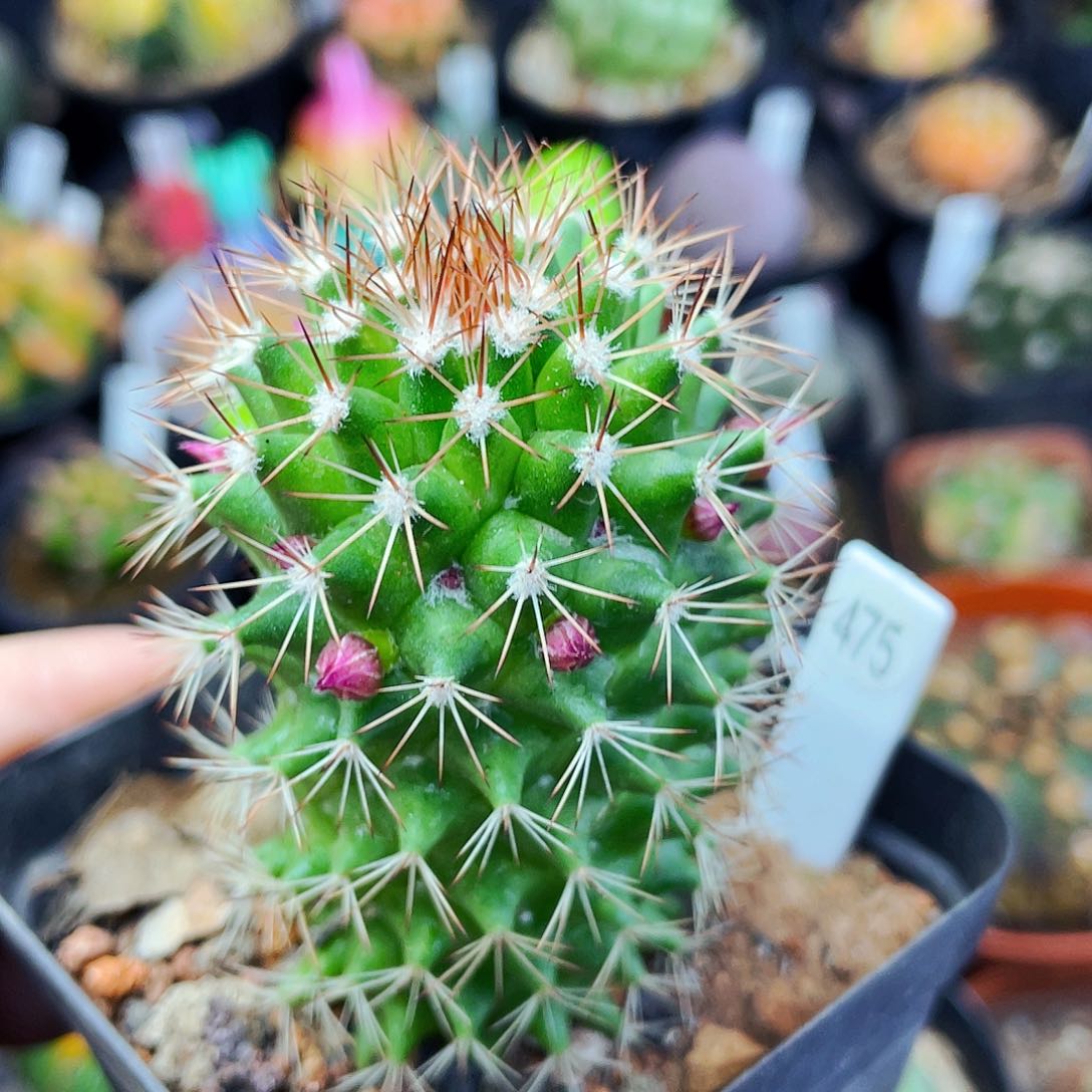 非偏远地区满25包邮仙人球