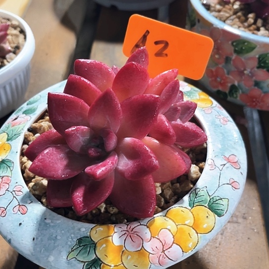 贺菲昕托2号码牌子的话题