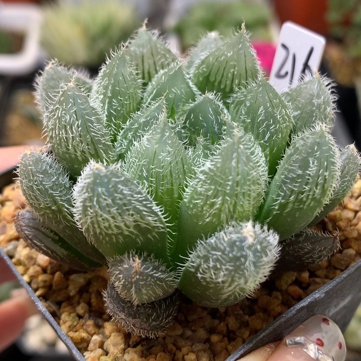 实生毛玉露带盆土发货