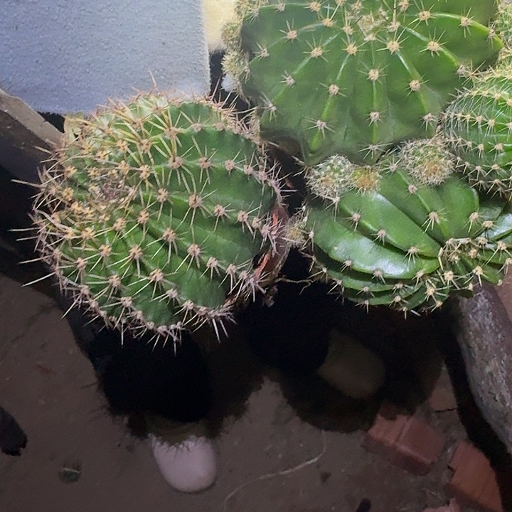 路***草无花朵彩草哈哈哈哈哈哈哈