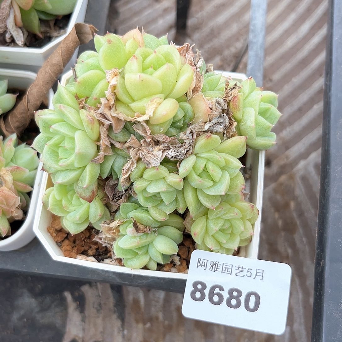 阿雅园艺。  8680