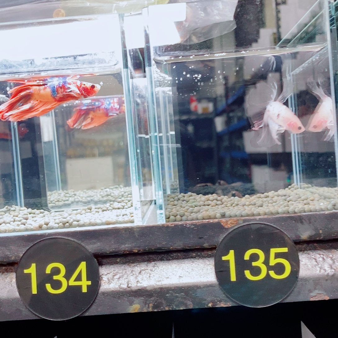 斗鱼黑134号135号2