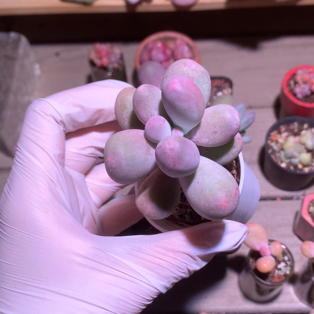 米可奶酪多肉166