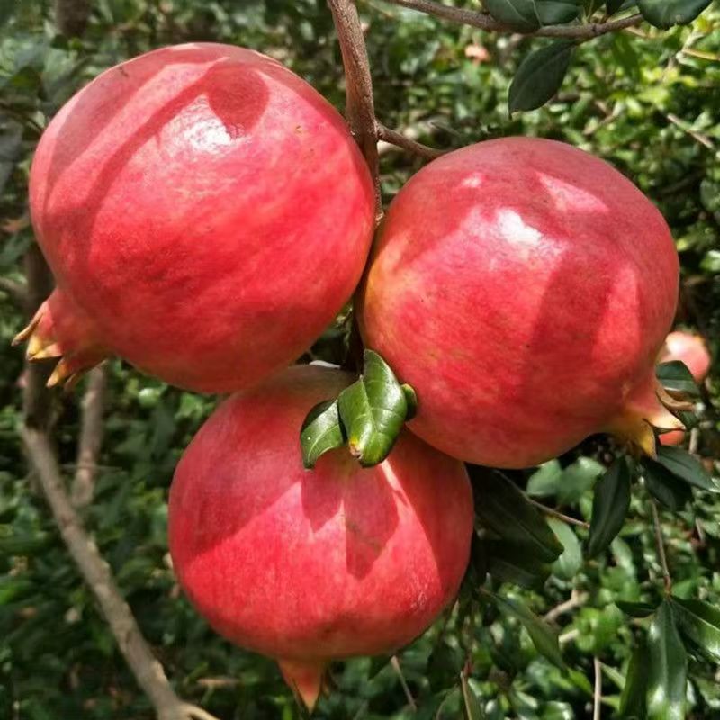 正宗蒙阳红石榴树苗盆栽地栽南北方种植特大果