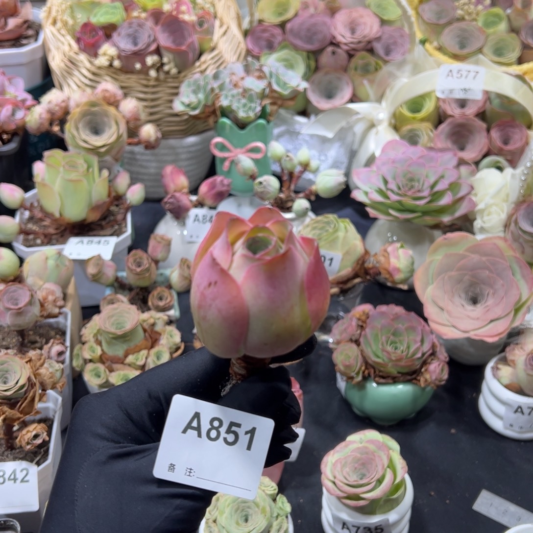 851桃帕老桩单棵。  一物一拍