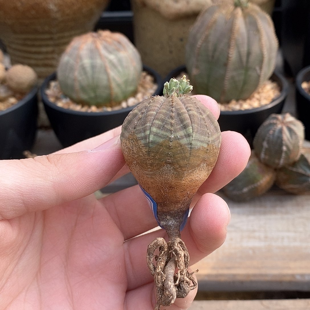 欧系实生布纹球多肉植物