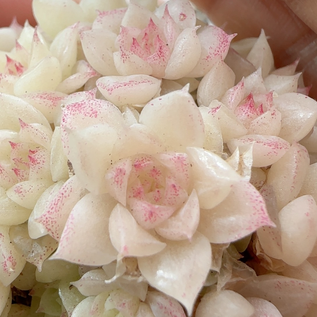 【闪购商品】0128-23优选麦杆