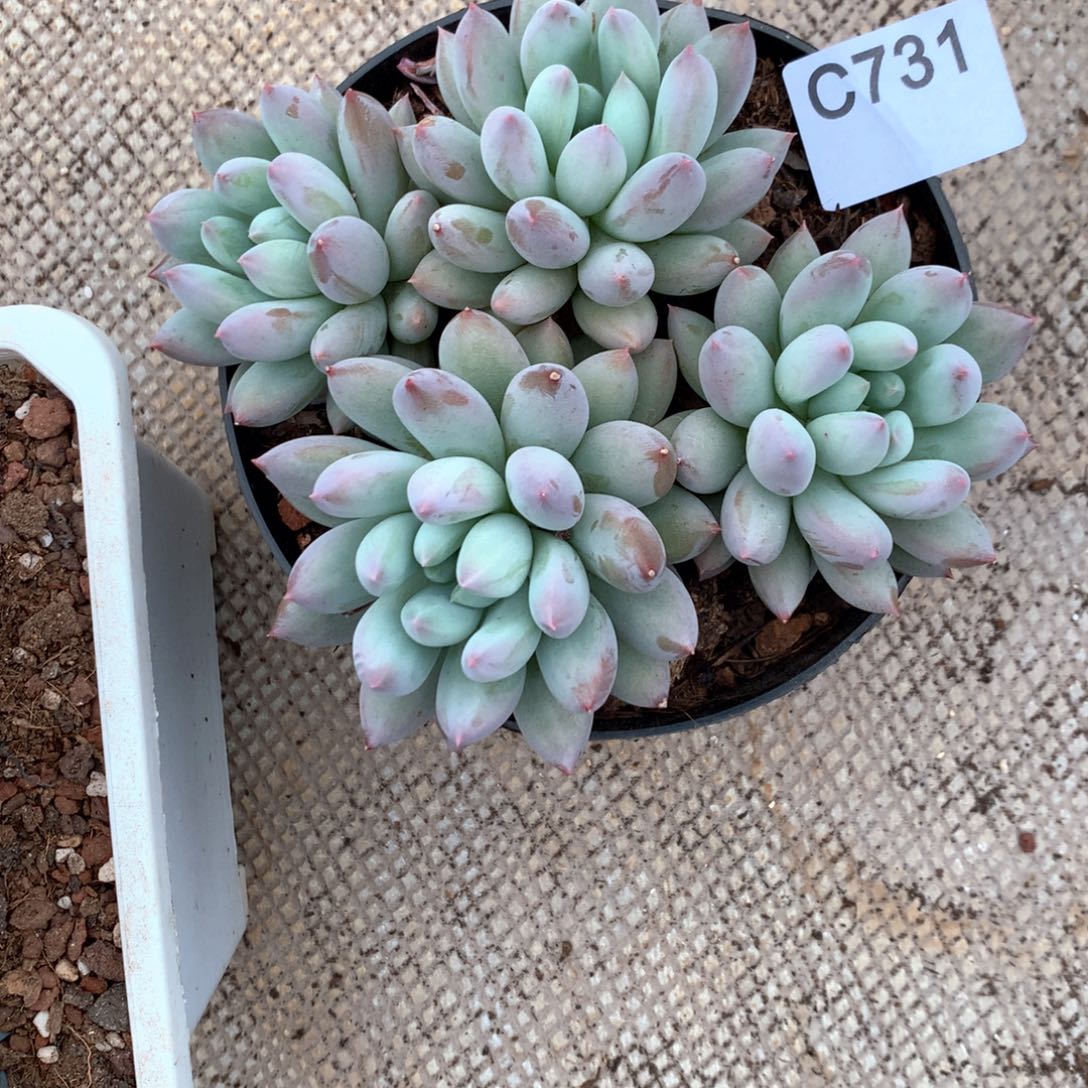 不**岸C731 售后范围：签收起7天内