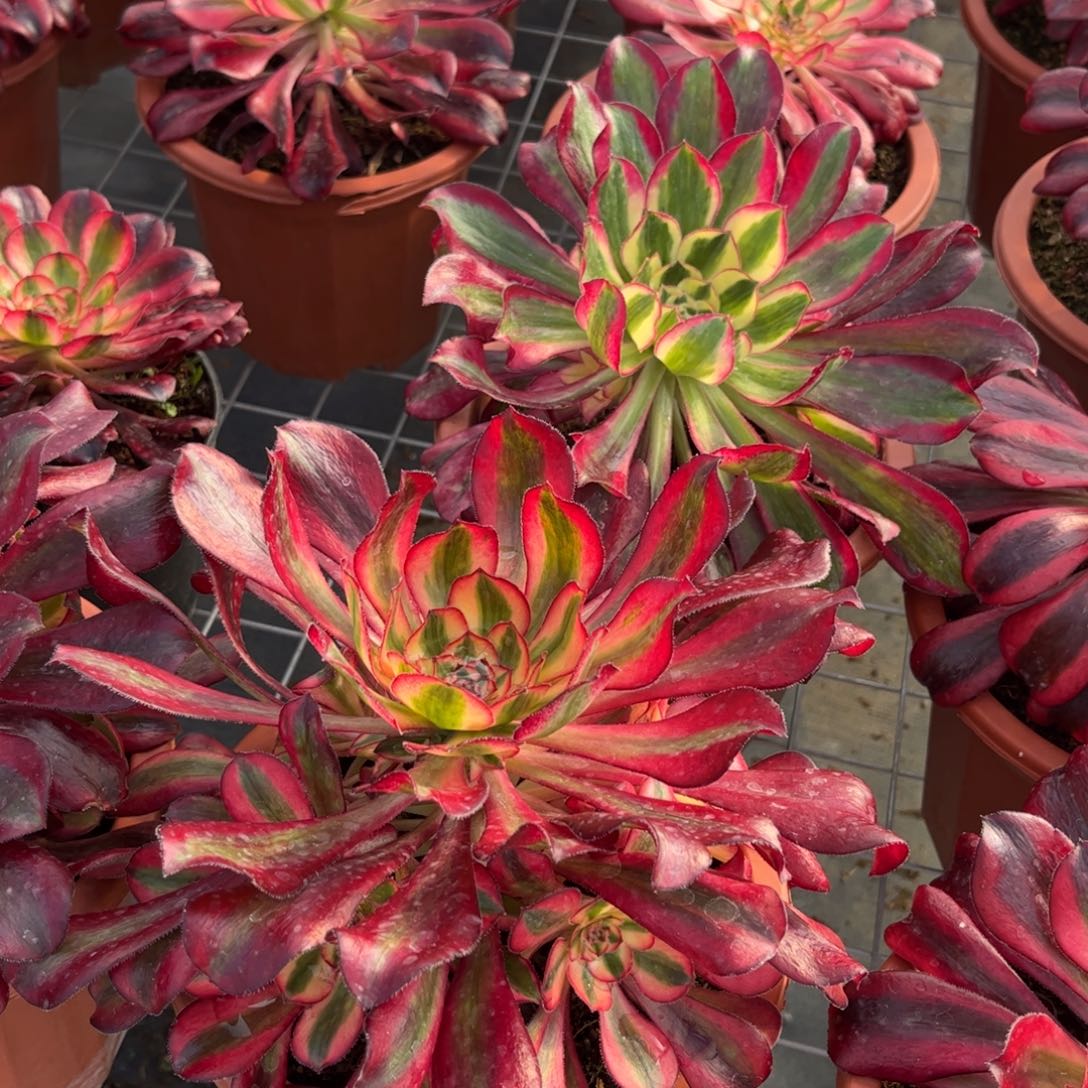 来***干香奈儿20盆专拍链接