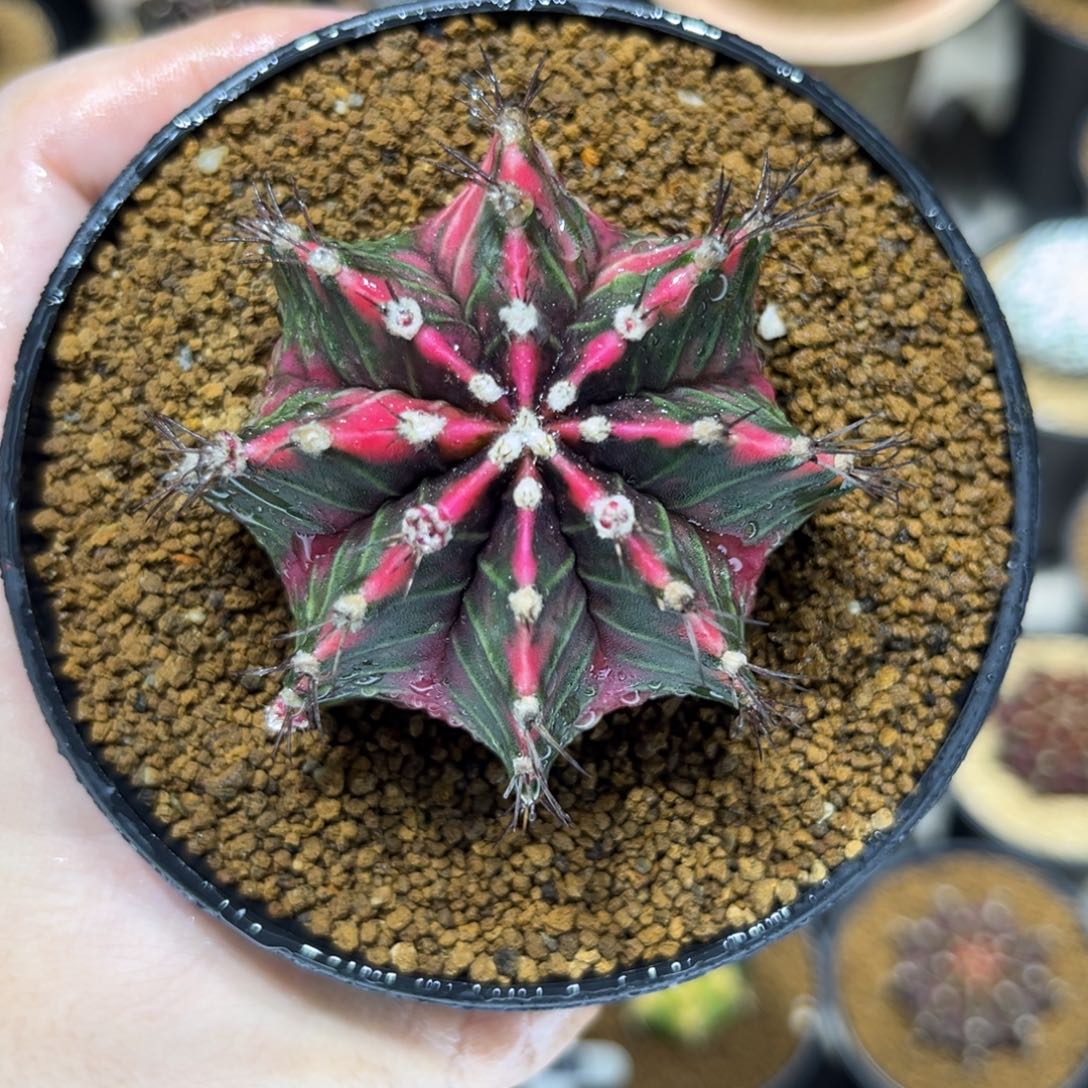 实生根全品背线锦———-