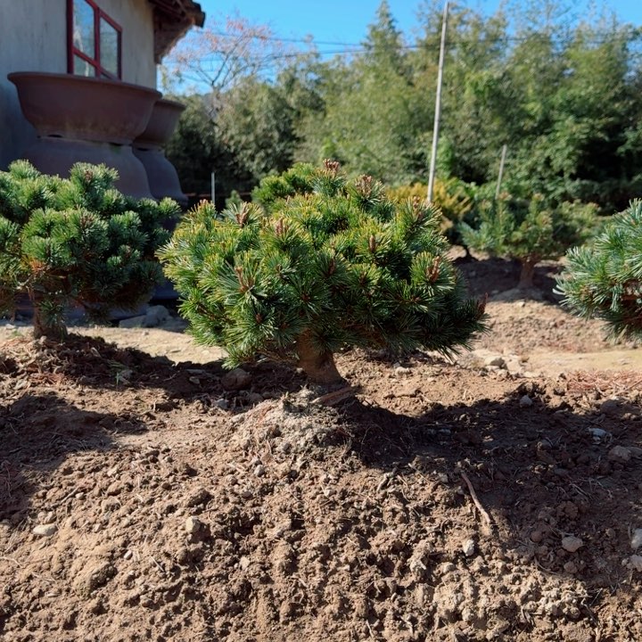 无花朵W*Cg h j j j