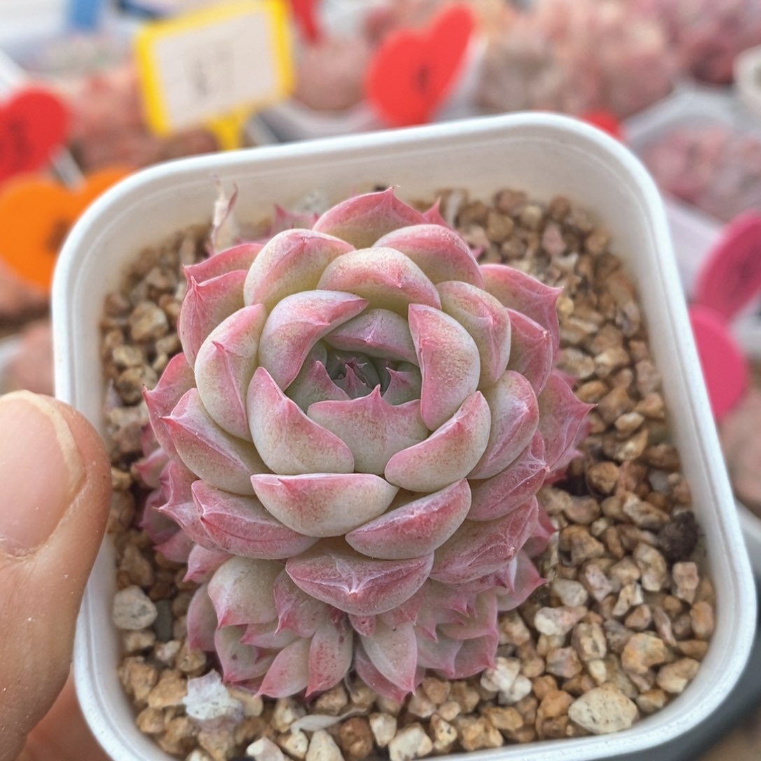 精品多肉一物一拍不包整179