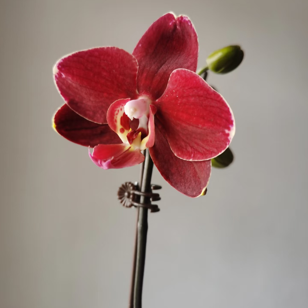 锦兰轩【突尼斯】蝴蝶兰 默认单箭 基地直发