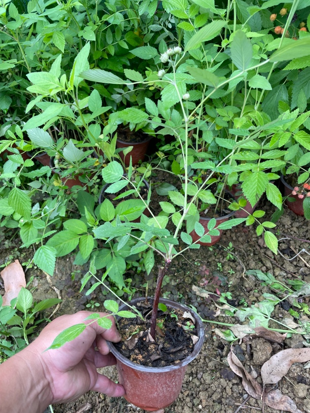 云南网红（有刺黑泡）蔷薇科阳台庭院种植