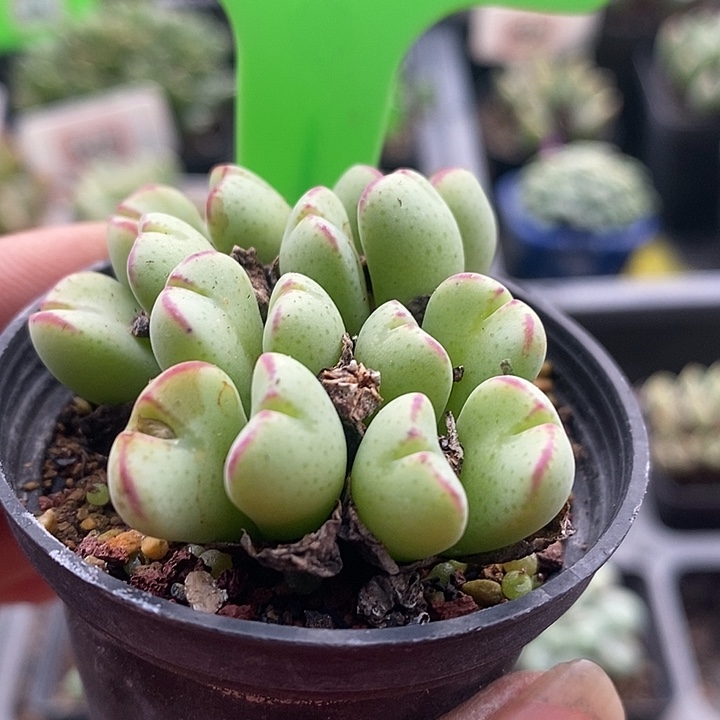 这么多年你一直没想5003