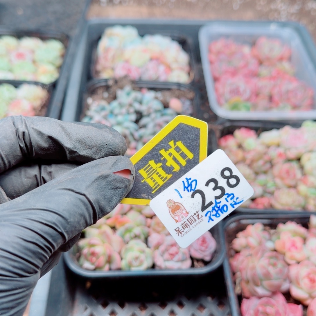 多肉植物多肉植物