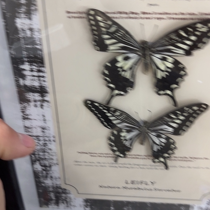 蝴蝶标本定制版030