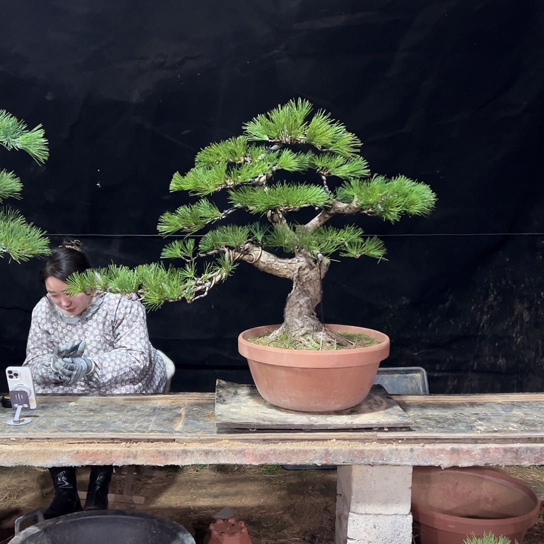 无花朵黑松老盆口老桩