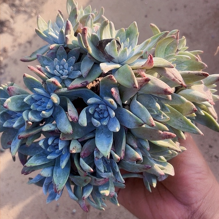 仙女杯多肉植物盆栽