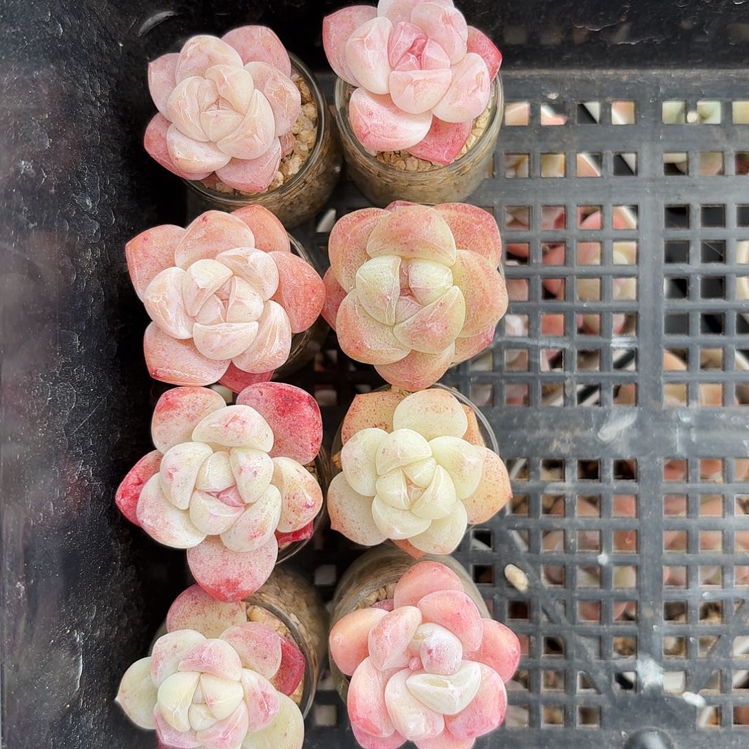 花的小冰玉单头，不同颜值
