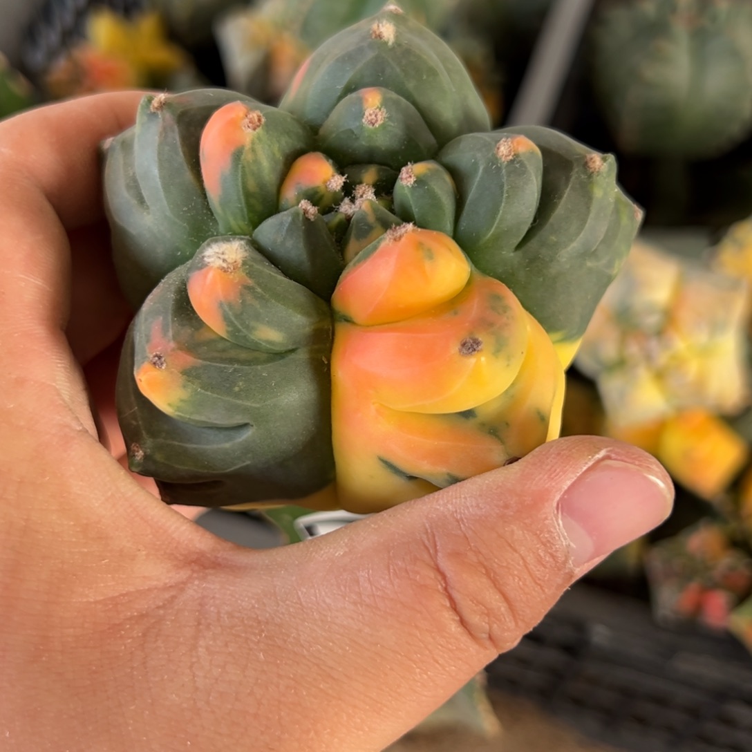 用***6龟甲鸾锦仙人球3987点