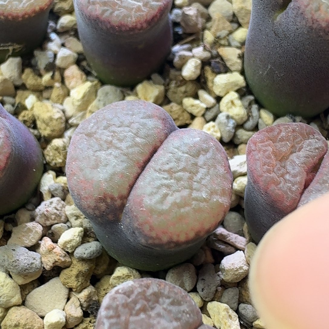 11号c10同属风铃一物一拍1.4