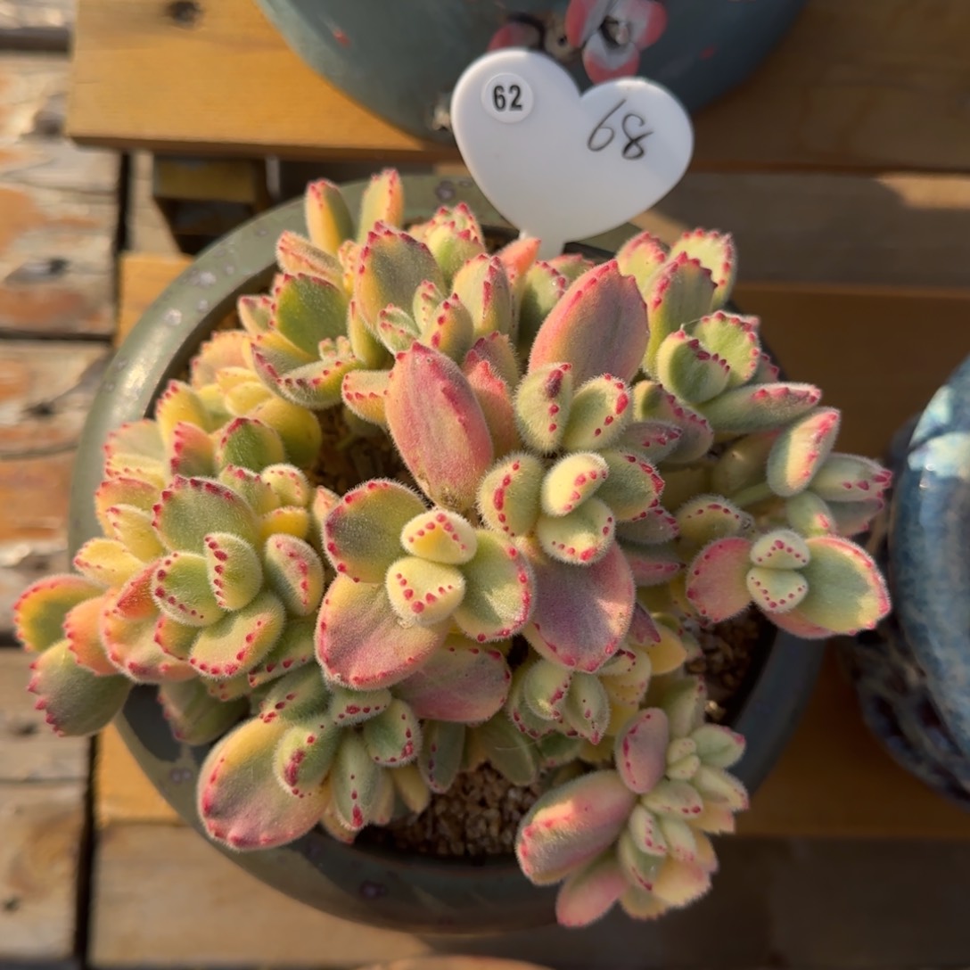 叶植庭多肉：白熊