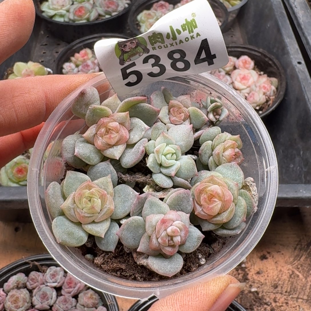 多肉植物多肉植物