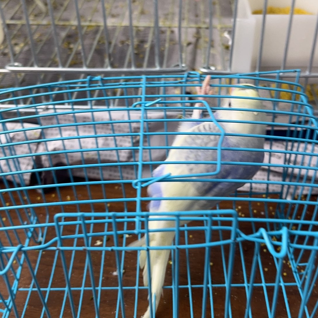 虎皮鹦鹉金彩鹦鹉