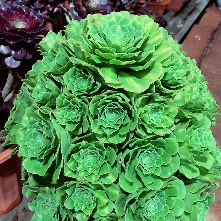 琉璃捧花，多肉植物