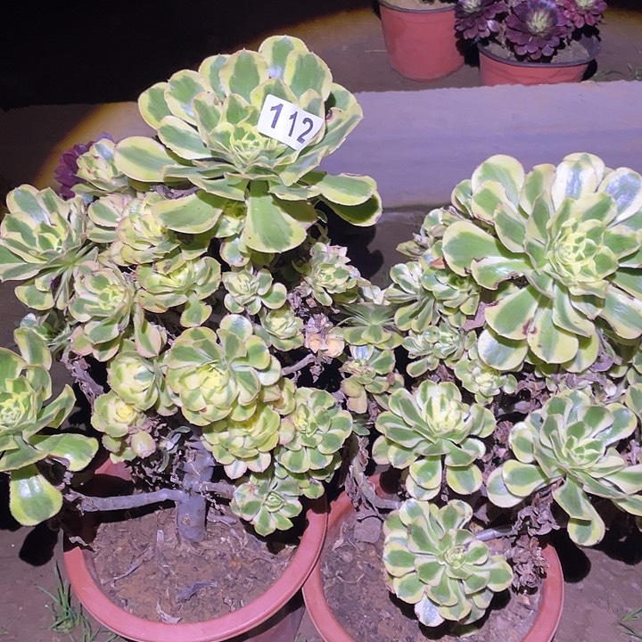 L****u多肉植物断枝不包112白兰地