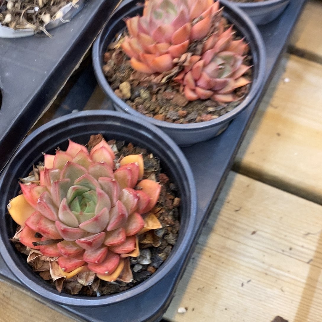 团。浪漫。福利多多