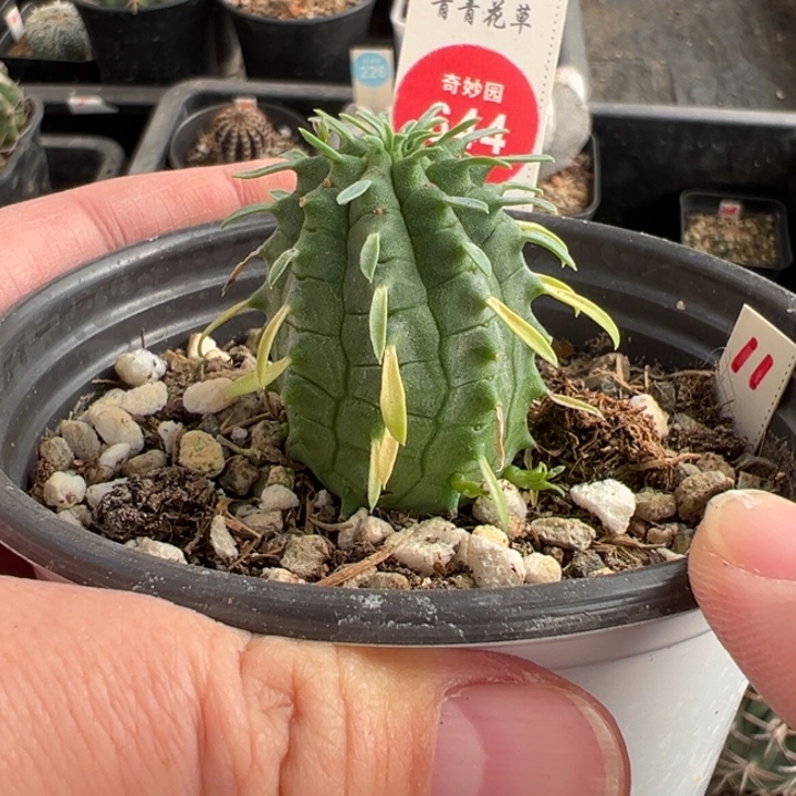 实生群星冠2.9cm一棵仙人球