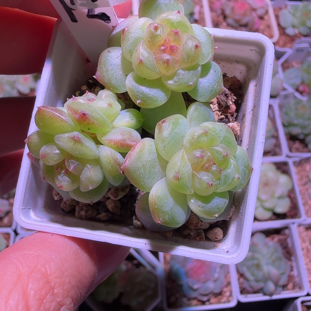 13-56福利甜心飘枝四头群生不包整