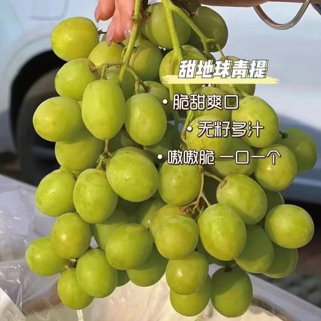 晴王葡萄一串2.2斤左右