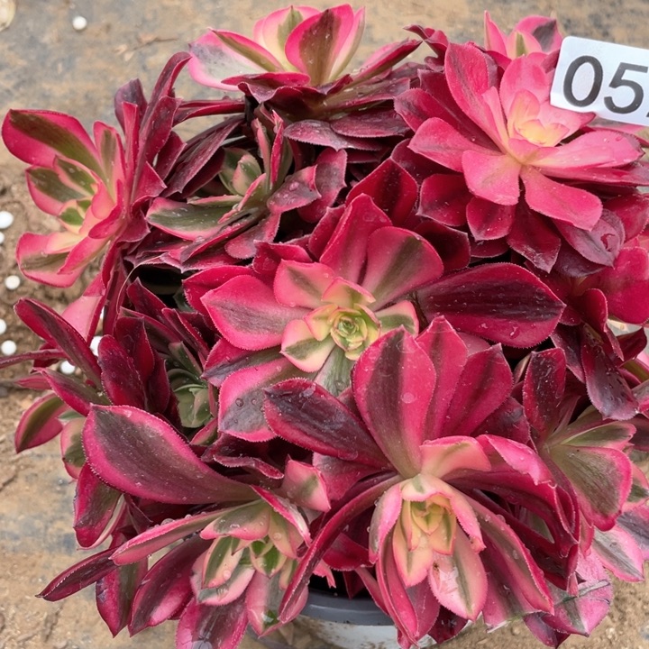 052多肉植物女杜莎