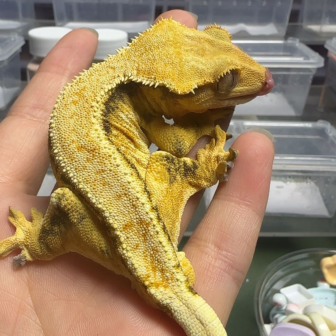 睫角守宫睫角守宫成体