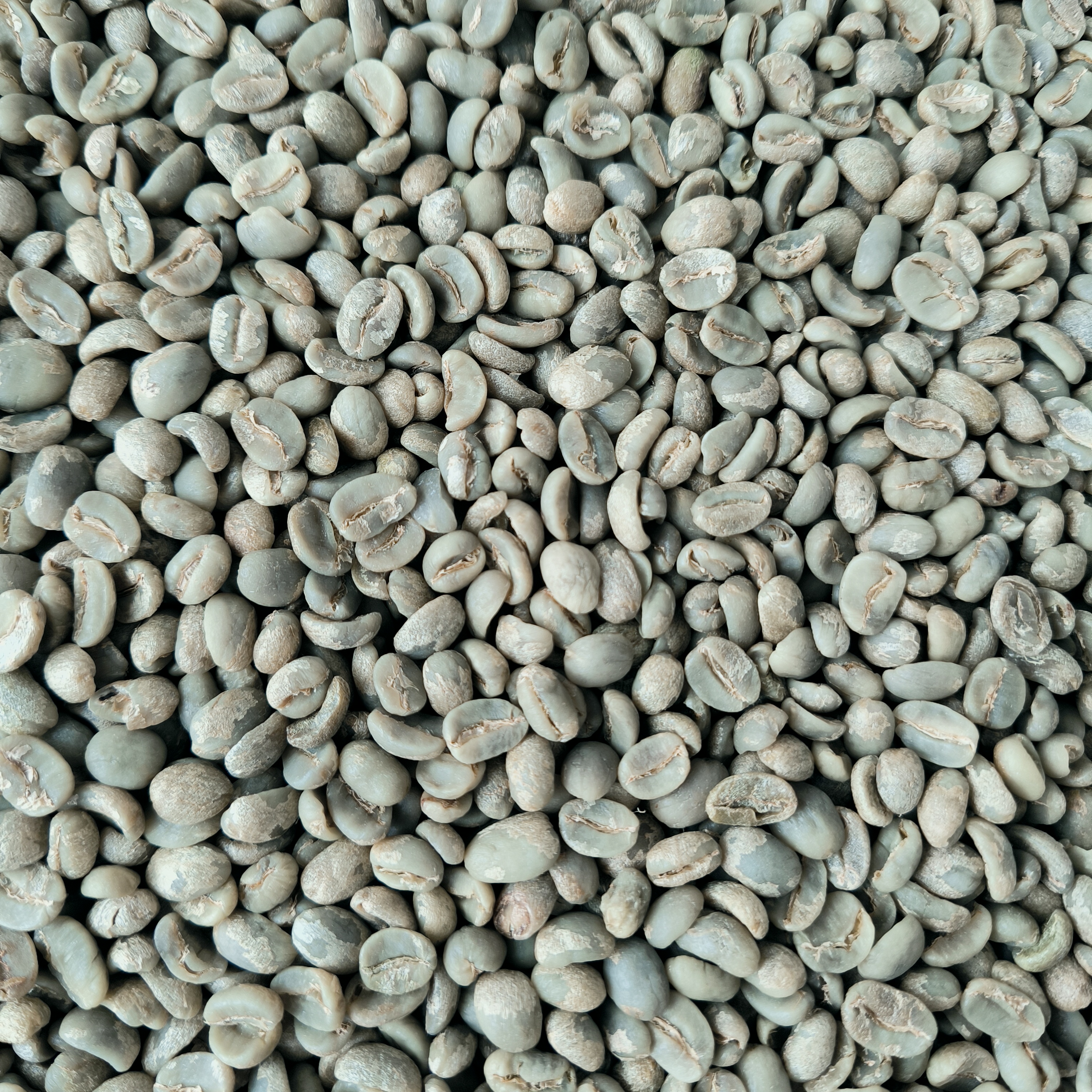 【云南普洱水洗生豆】普洱咖啡豆一级生豆阿拉比卡豆种2025新鲜豆